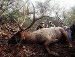 Arizona Elk Hunts