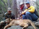 Arizona Mountain Lion Hunts 6