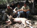 Arizona Mountain Lion Hunts 3