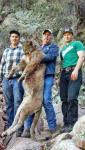 Arizona Mountain Lion Hunts 8