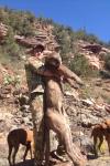 Arizona Mountain Lion Hunts 15