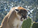 Arizona Mountain Lion Hunts 18