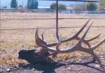 AZ Elk Hunts 8