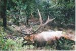 AZ Elk Hunts 13