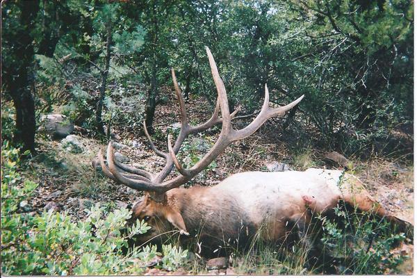 AZ Elk Hunts 13