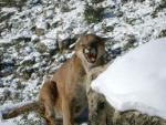 Mountain Lion Hunts 0