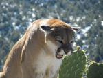 Mountain Lion Hunts 4