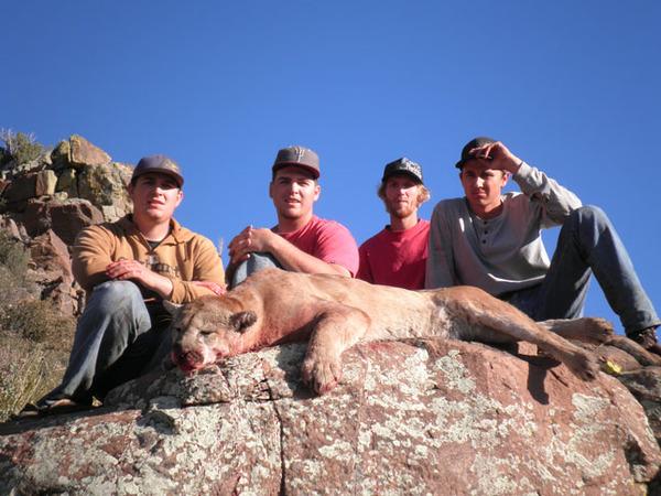 Mountain Lion Hunts 5