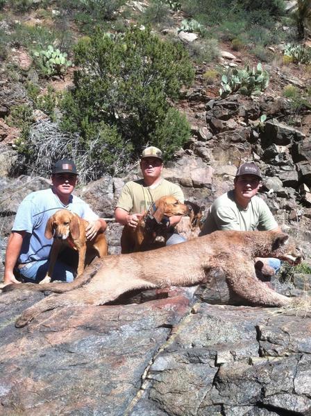 Mountain Lion Hunts 7