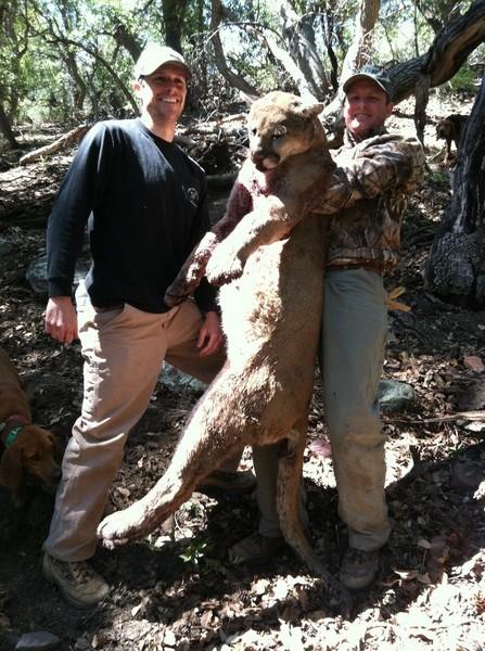 Mountain Lion Hunts 8