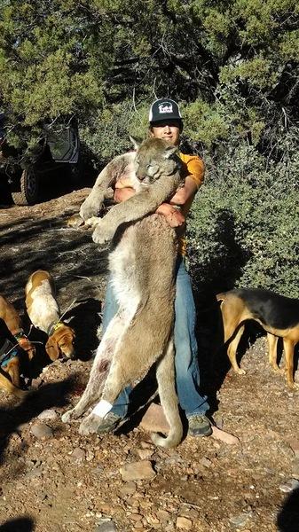 Mountain Lion Hunts 16