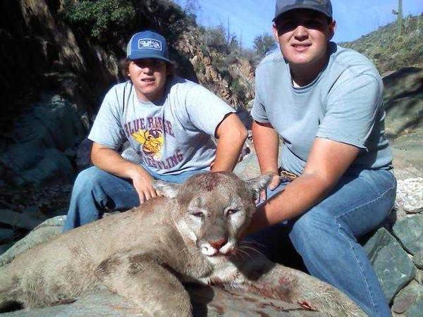 Mountain Lion Hunts 18