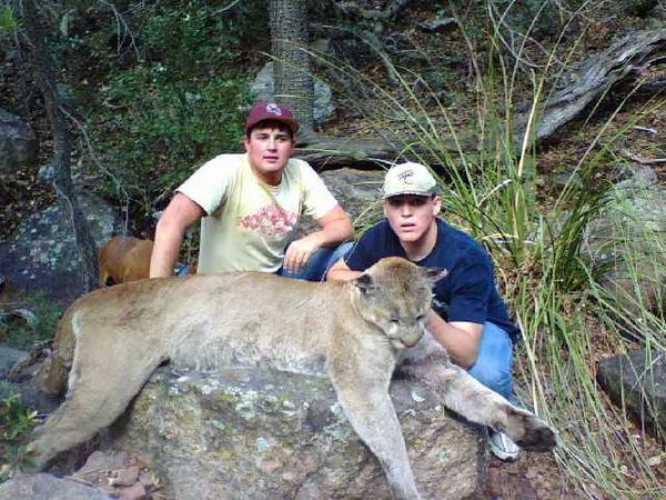 Mountain Lion Hunts 24