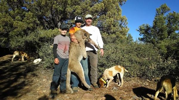 Mountain Lion Hunts 27