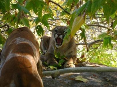 Mountain Lion Hunts 31