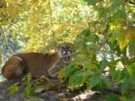 Mountain Lion Hunts 33