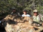 Mountain Lion Hunts 36