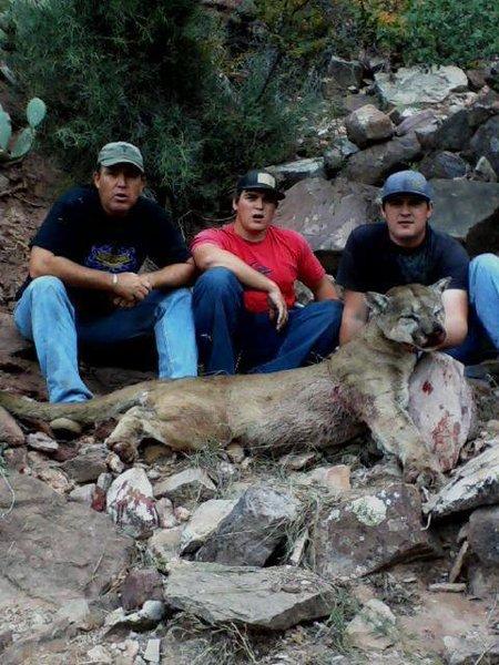 Mountain Lion Hunts 35