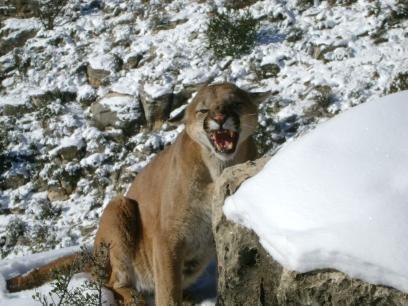 Mountain Lion Hunts 34