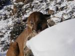 Mountain Lion Hunts 38