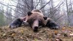 British Columbia Grizzly Bear Hunts