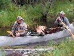 British Columbia Moose Hunts 9