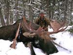 British Columbia Moose Hunts 12