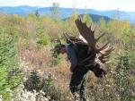 British Columbia Moose Hunts 18