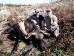 British Columbia Moose Hunts 17