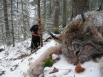 British Columbia Cougar and Lynx Hunts 9