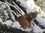 British Columbia Cougar and Lynx Hunts 4