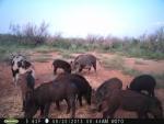 Oklahoma Hog and Predator Hunts 12