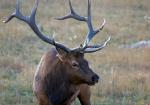 Utah Elk Hunts