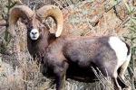 Utah Sheep and Mountain Goat Hunts