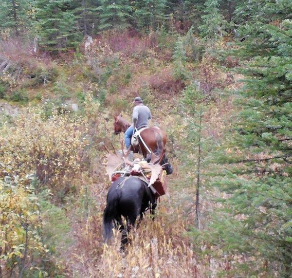 BC Moose Hunts 19