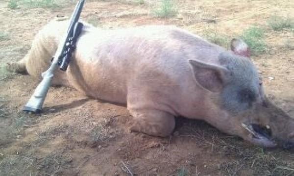 Oklahoma Hog Hunts 2