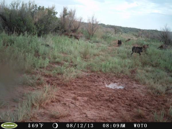 Oklahoma Hog Hunts 5