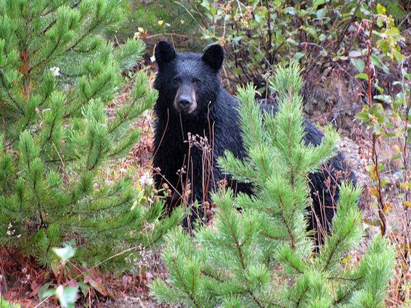 BC Black Bear Hunts 11