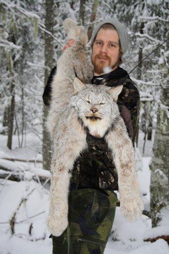 BC Lynx Hunts 2