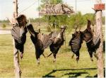 Illinois Turkey Hunts 7