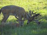 Missouri Game Ranch Hunts 7