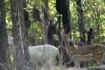 Missouri Game Ranch Hunts 9